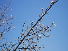 -庆丰包子铺(百旺店)