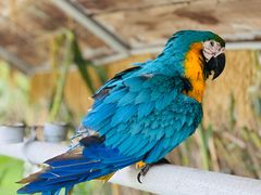 -西霞口神雕山野生动物世界