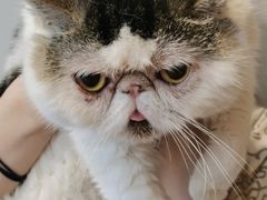 -Cappucimeow猫咪咖啡馆(韦伯时代店)