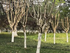 -范蠡湖公园
