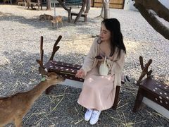 -鹿境梅花鹿生态园区