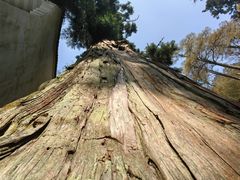 -天目山大树王景区