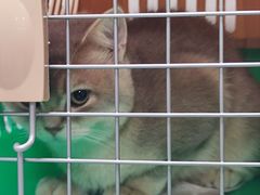 -伟伟宠物医院·CT影像中心·瑞派犬猫综合性门诊(汉口总院)