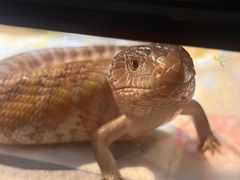 -酷以爬仙阁实体爬宠店·守宫·蜥蜴·专业繁育