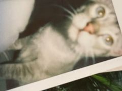 -Cappucimeow猫咪咖啡馆(韦伯时代店)