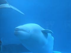 -海合安成都极地海洋公园