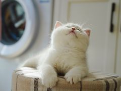 -糯米喵星人总部直营旗舰店·猫舍·幼猫出售
