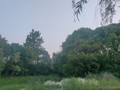 -贡湖湾湿地公园