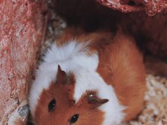 -上海大自然野生昆虫馆(东方明珠·爬宠昆虫探索中心)