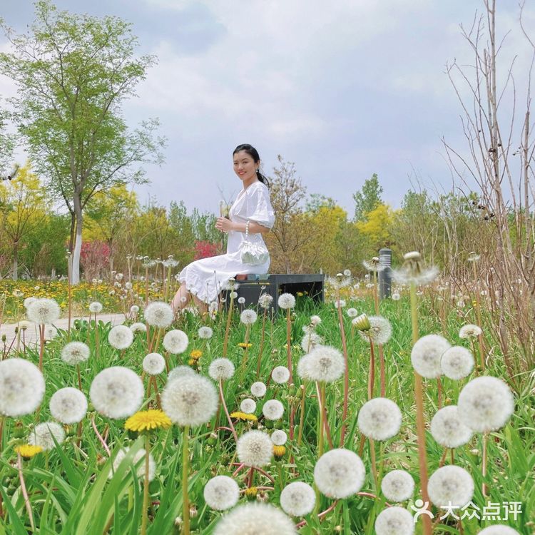 小众的秘密花园—会飞的蒲公英花海