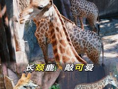 -长鹿旅游休博园
