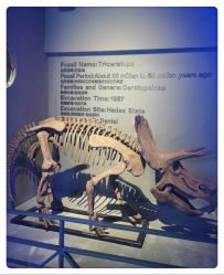 -恐龙探索乐园(磁器口店)