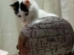 -特一安24小时宠物医院·骨科·中兽医