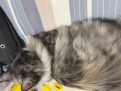 -pd派德宠物中心医院24H急重症·眼科中心·血液透析中心(嵩山北路店)