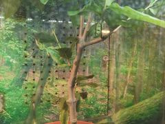 -上海昆虫博物馆