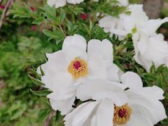 -陕西省西安植物园