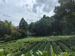 -野蔓果·山野菜(西湖景区·龙井茶田店)