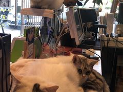 -平行世界·猫咖(首经贸店)