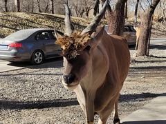 -北京野生动物园