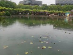 -嘉定紫藤园