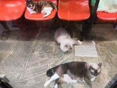 -猫咪博物馆(顶澳仔猫街店)