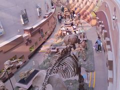 -陕西自然博物馆