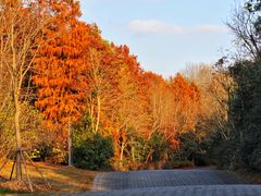 -上海海湾国家森林公园