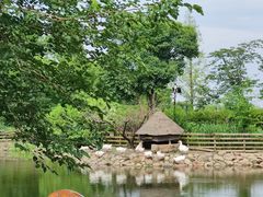 -田园东方蜜桃村的田野营地