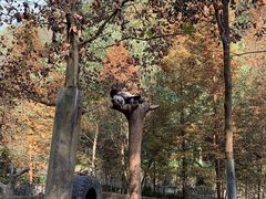 -都江堰中华大熊猫苑