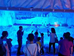 -芜湖新华联大白鲸海洋公园