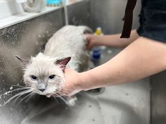 -凯瑞希宠物医院·狂犬免疫·微创·皮肤科