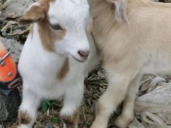 -马陆小张葡萄园农家乐