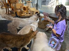 -more than meow吴止猫主题餐厅(承德 中船汇店)