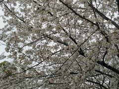 -高东镇樱花园