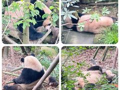 -熊猫谷