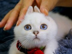 -lincat·猫舍(广州店)