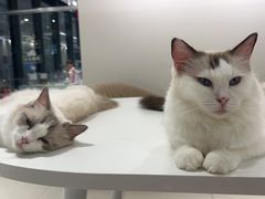 -怪兽屋·羊驼·猫咖·狗咖(俊华广场店)
