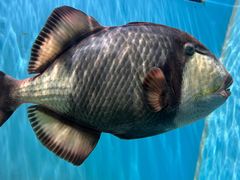 -芜湖新华联大白鲸海洋公园