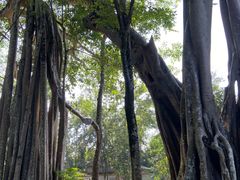 -瑞丽独树成林风景区