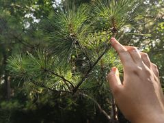 -黑龙江省森林植物园