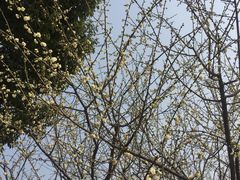 -秀丽东方