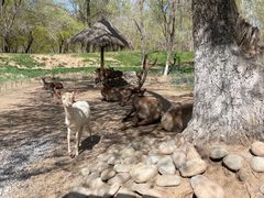 -北京野生动物园