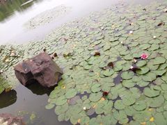 iphone_upload_pic-上海鲜花港