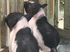 -广州长隆飞鸟乐园