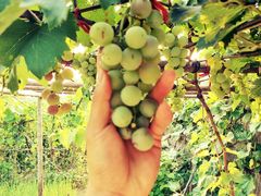 -永定河休闲森林公园