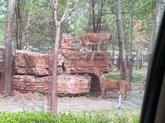 -秦皇岛野生动物园