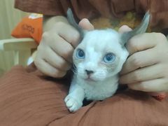 -山宅一喵德文卷毛猫舍