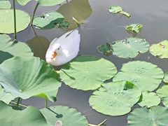 -莲花池公园