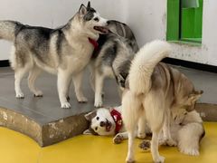 -Husky Go! 哈士奇体验馆·宠物咖啡厅狗咖