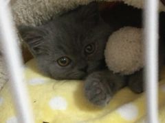 -猫大福·Fortune Cat猫舍(百子湾店)